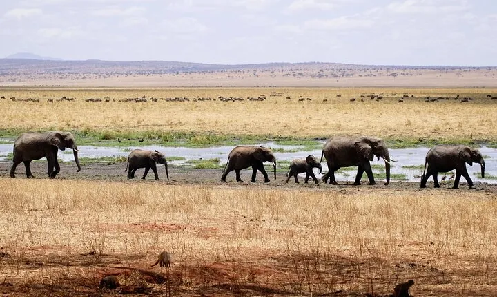 5-days Tarangire-Serengeti-Ngorongoro Safari
