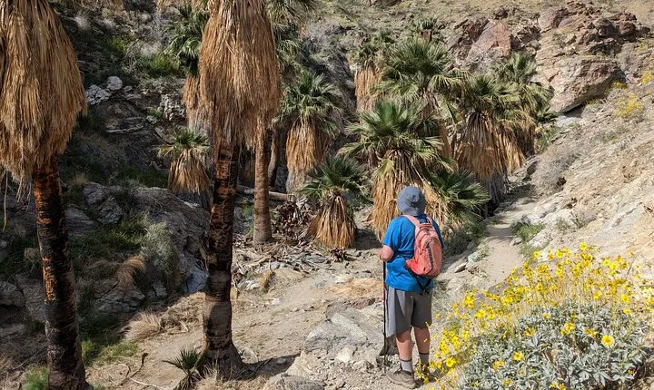 Palm Springs Hike to an Oasis and Amazing Desert Views