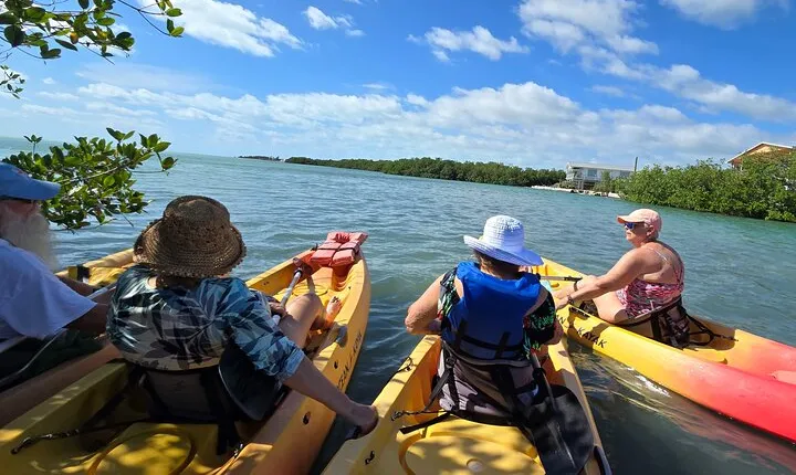 Guided Mangrove Eco Tours Kayak or Paddleboard Adventure