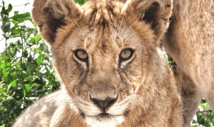 4 Days Tanzania National Parks Private Safari from Zanzibar