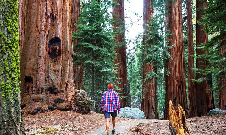 Muir Woods and Sausalito Half Day Tour