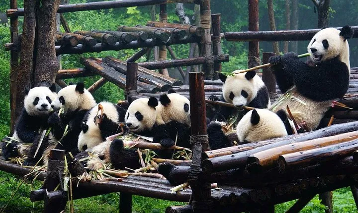 Private Chongqing Bullet Train Trip to Leshan Giant Buddha and Pandas in Chengdu