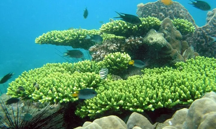 Half-day Snorkeling Experience in Phu Quoc Island