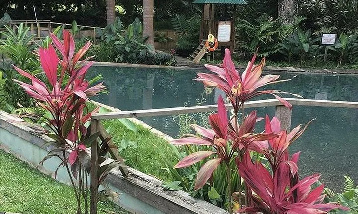 Black River Safari and YS Falls Private Tour
