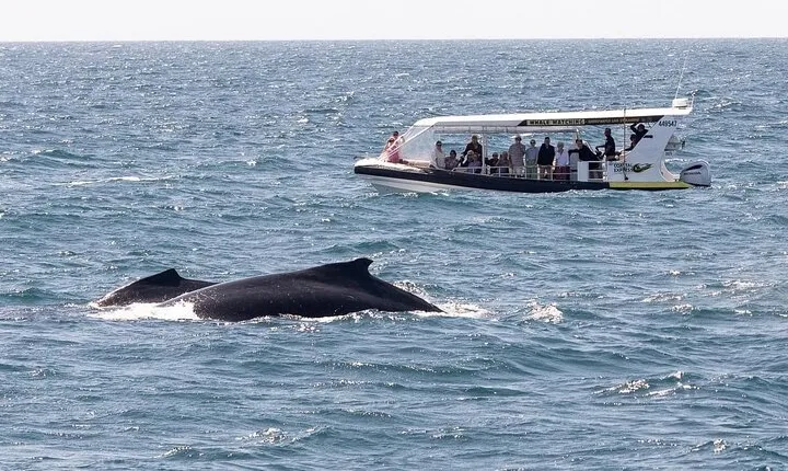 Mooloolaba Whale Watching Tour