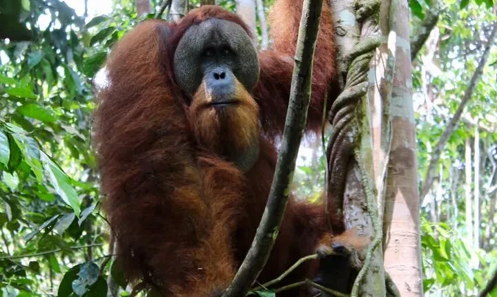 2 Days 1 Night in THE JUNGLE Mount Leuser ( See ORANGUTAN)