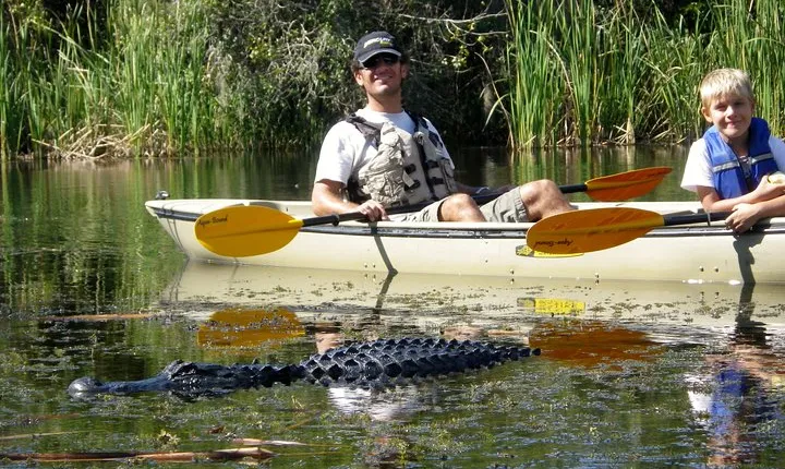 3 Hour Guided Mangrove Tunnel Kayak Eco Tour