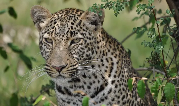 6 Days Kenya Allround Safari - Mombasa