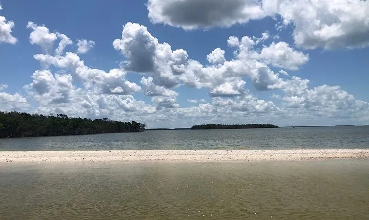 Marco Island 2 hour Dolphin, Birding and Shelling tour