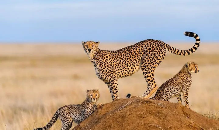 Tanzania Private 7 Day Safari Tour