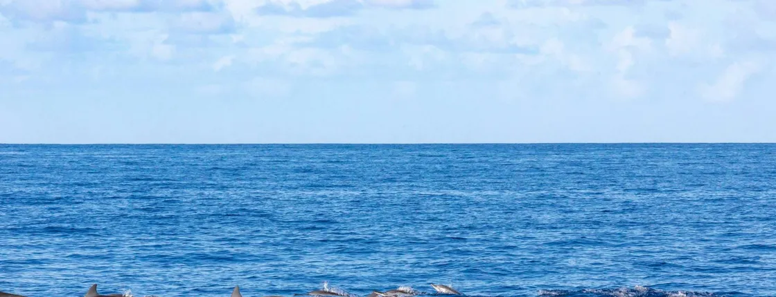 Blue Bird dolphin and whale-watching cruise