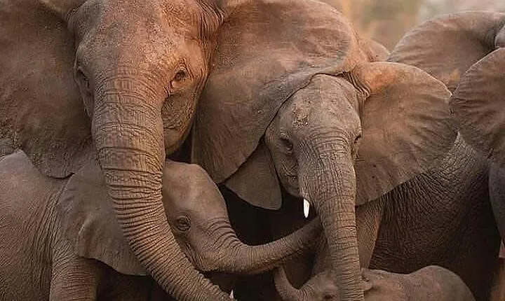 6 Days Tanzania Budget Camping Safari