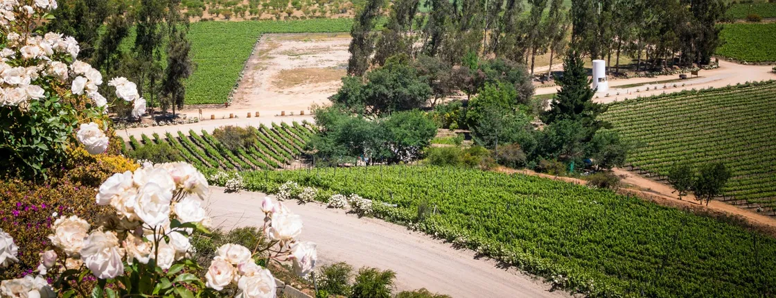 Casablanca Valley and Matetic Vineyards guided tour with wine tasting