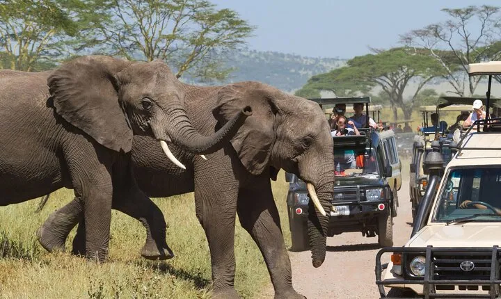3 Day or 2 Night Maasai Mara Group Safari Tour