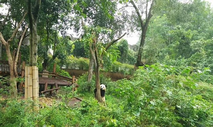 All-Inclusive Chengdu Highlight Panda Trip and Customizable Sites