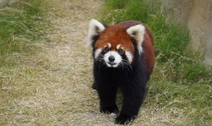Private Transfer between Nanjing Jinniuhu Wild Animal Park and City Hotels