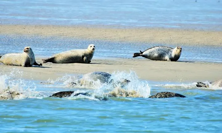 Small Group Half Day Seal Safari at UNESCO Site Waddensea from Amsterdam