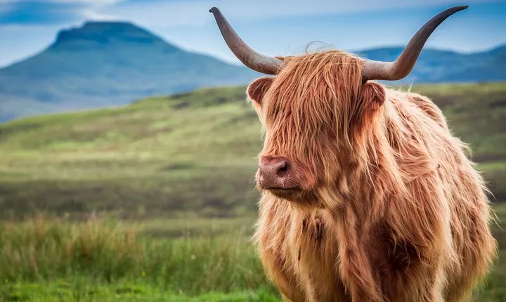 Scottish Highlands, Loch Ness and Glencoe Day Trip from Edinburgh