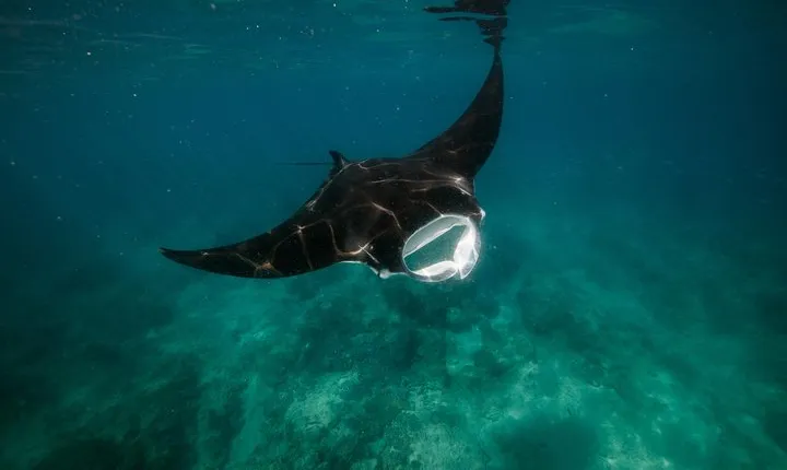 Ningaloo Reef Snorkel and Wildlife Adventure 