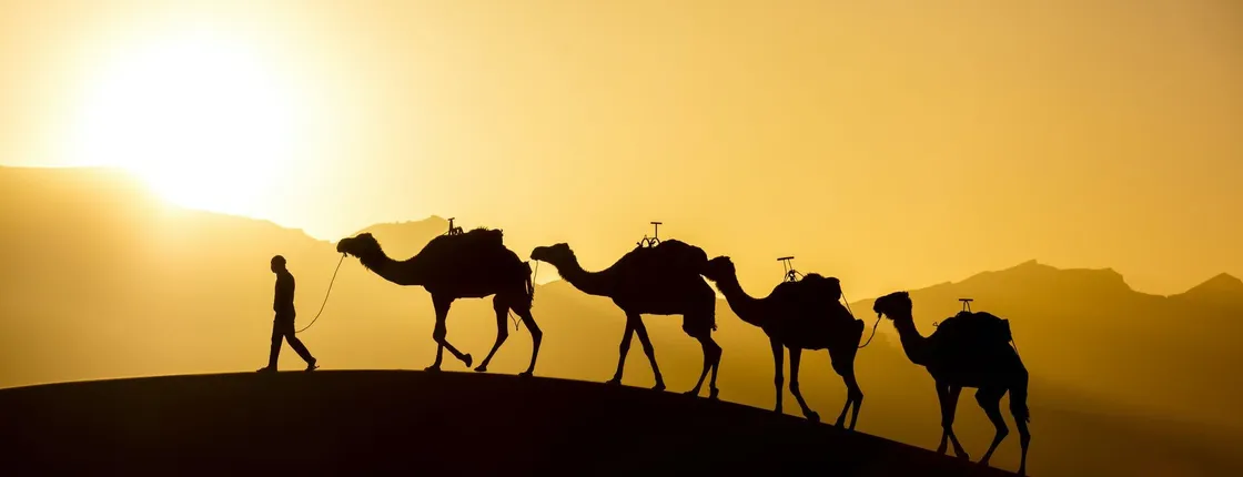 Camel Safari Experience