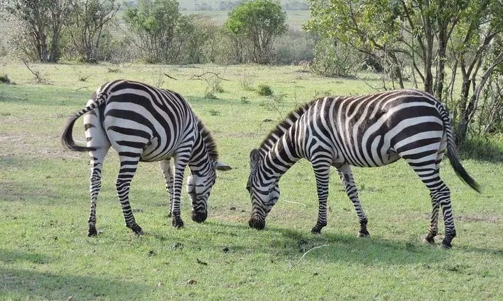 3day's Safari