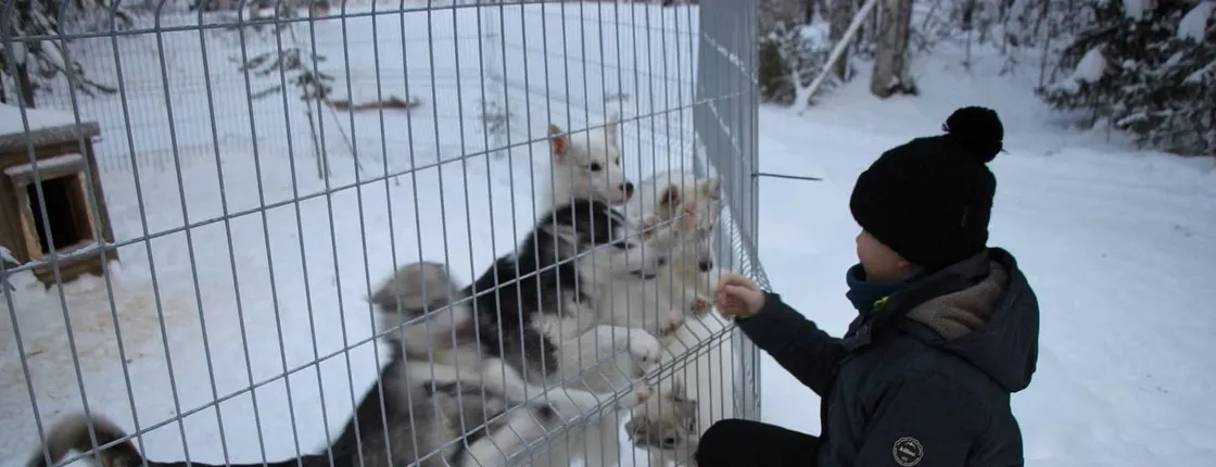 Small group Husky safari 5 km and farm visit