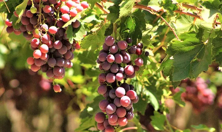 Elqui Valley: Pisco Tour, Wine, Beer