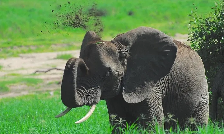 Tarangire Elephant Encounter Day Trip