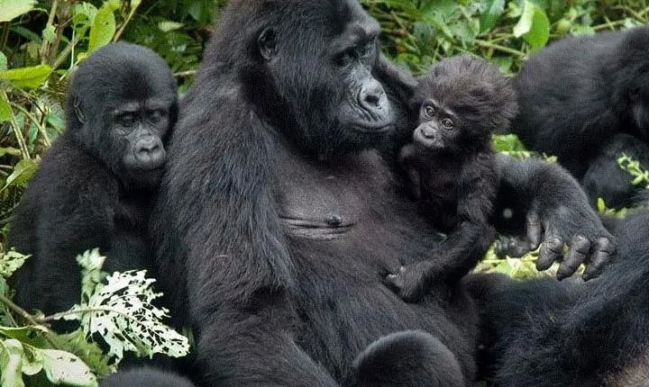 7Day Gorilla safari