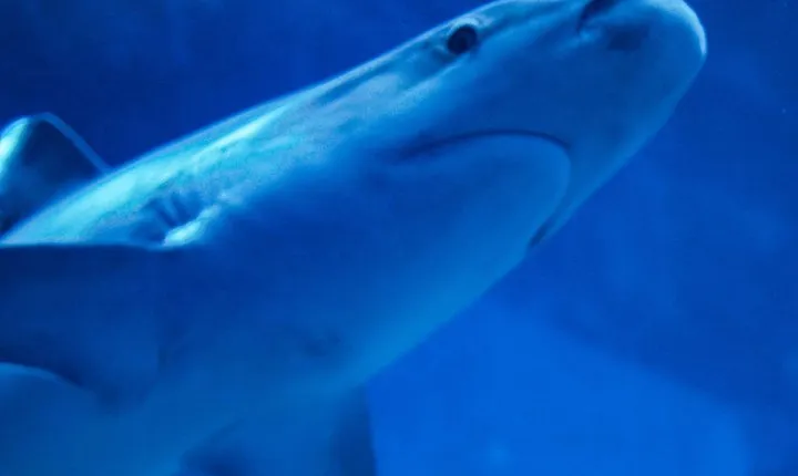 Classic Cape Town Shark Diving Plus