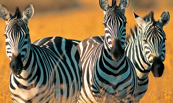 Three Day Private Tour from Zanzibar to Mikumi Safari Getaway