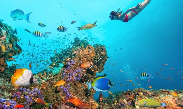 Ras Muhammed and White Island Snorkeling Trip - Sharm El Sheikh