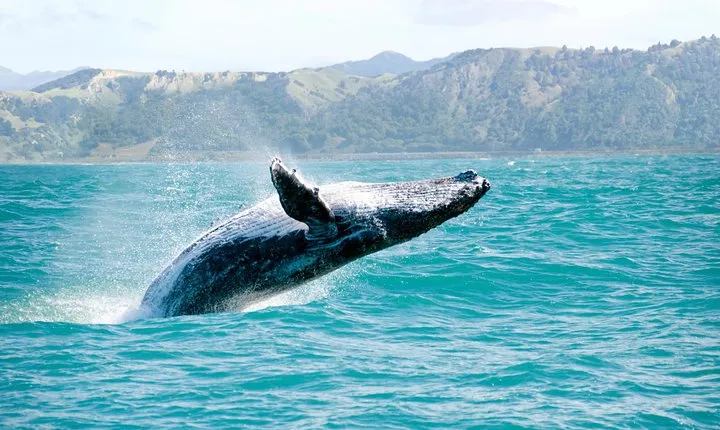 Whale Watching and Bacardi Island day trip from Punta Cana