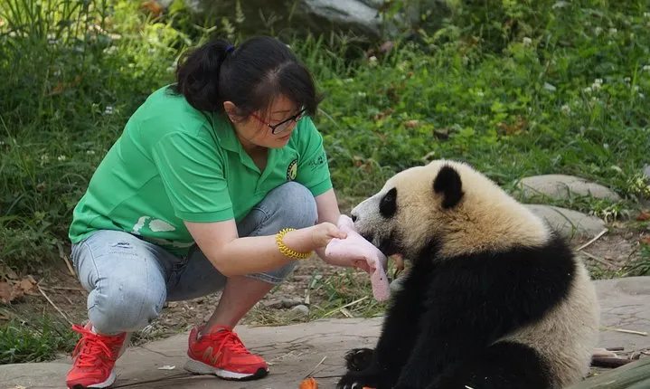 Visiting Dujiangyan Yaan Wolong Panda Base Optional Volunteering