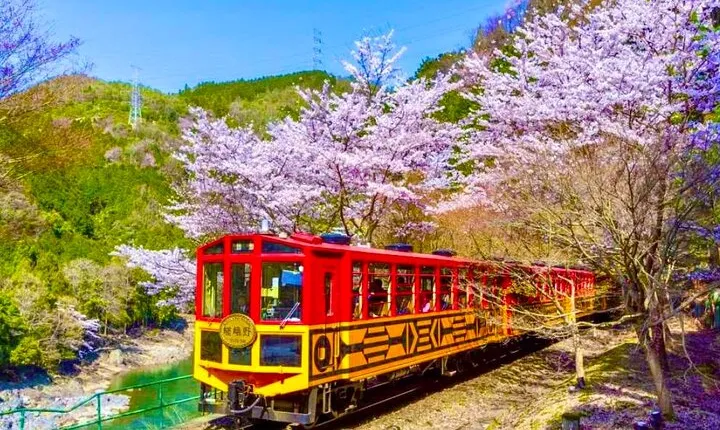 Nara Park Fushimi Inari Torii Gates and Bamboo Forest Day Trip