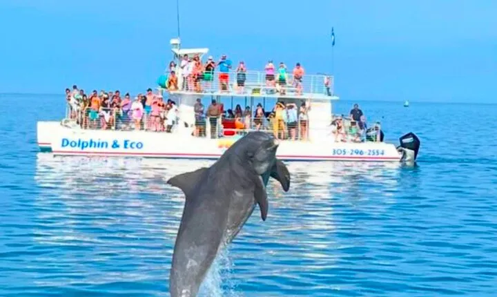 Key West Dolphin and Snorkel Experience