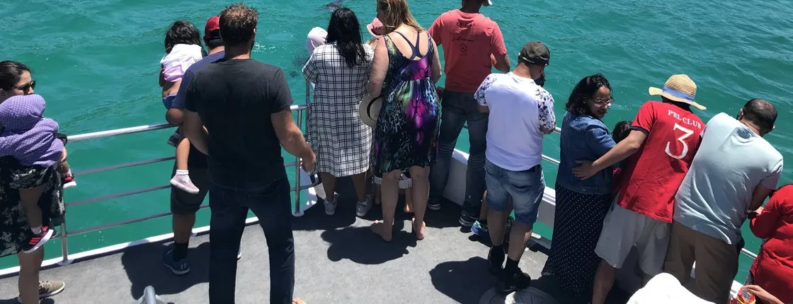 Jervis Bay dolphin cruise tour