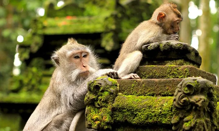 Ubud: Monkey Forest, Waterfall and Nature Exploration Tour