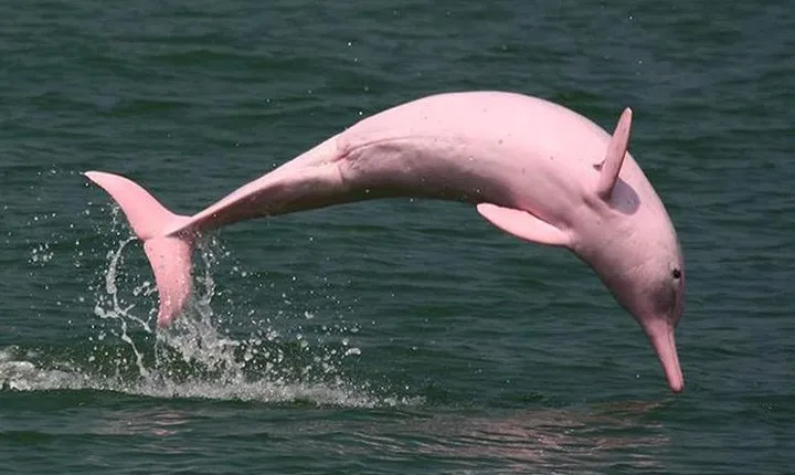 Pink Dolphin Spotting & Snorkelling Day Tour At Pigs Island