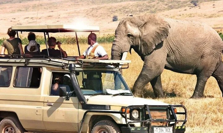 Full Day Private Ngorongoro Crater Safari starting in Arusha