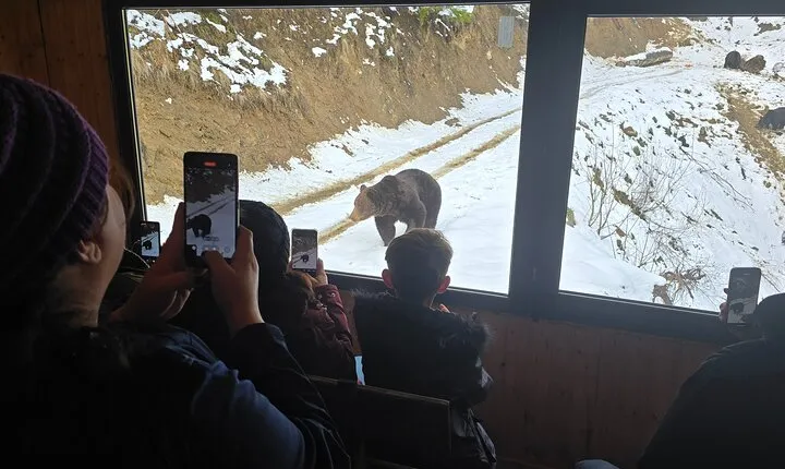 Watching Brown Bear from hideout/ Guarantee you'll see wild Bears