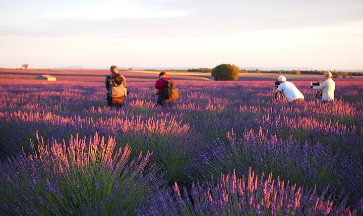 Sunset Lavender Tour from Aix-en-Provence