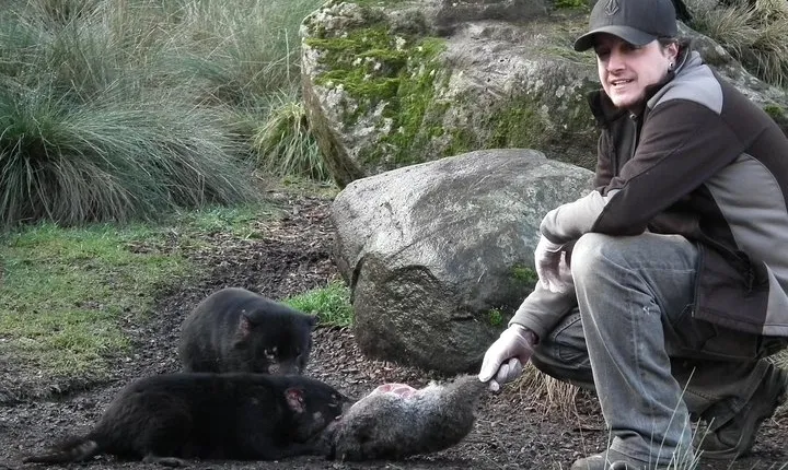 After Dark Tasmanian Devil Feeding Tour at Cradle Mountain