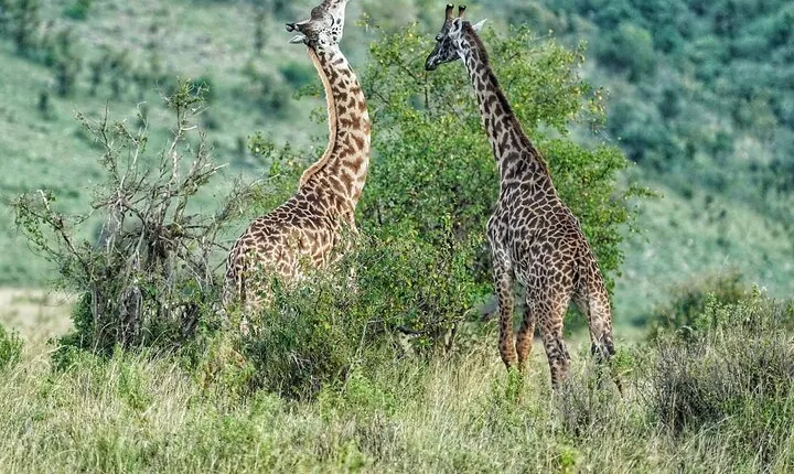 Private 5 Days Camping Tour in Serengeti National Park 