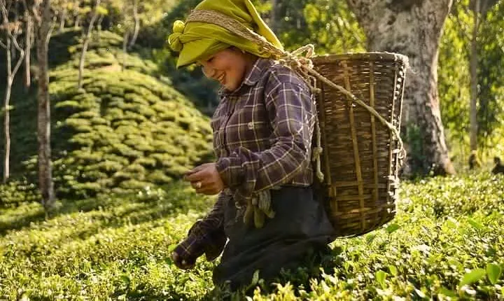 Tea Pluckers' Day