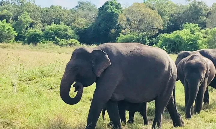 Safari Tour at Minneriya National Park