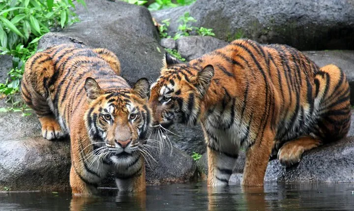 5 Day Delhi Agra Jaipur with Ranthambore-Taj Mahal Sunrise/Sunset