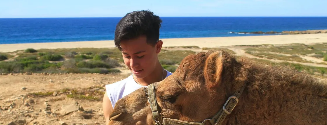 Camel ride & encounter in Los Cabos