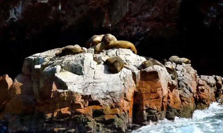 Ballestas Islands Sightseeing Boat Ride from Paracas