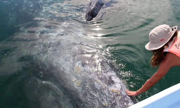 Gray Whale Watching Tour with Marine Biologist and Small Group